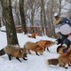 Illustration for article titled You Can Experience Fox Heaven in Japan